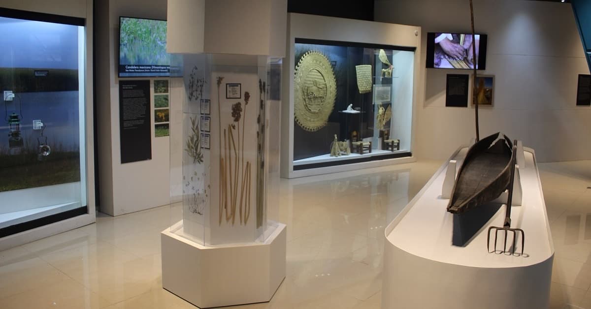 Sala del museo con una canoa de madera, una fisga para pescar y vitrinas con plantas y tejidos de tule