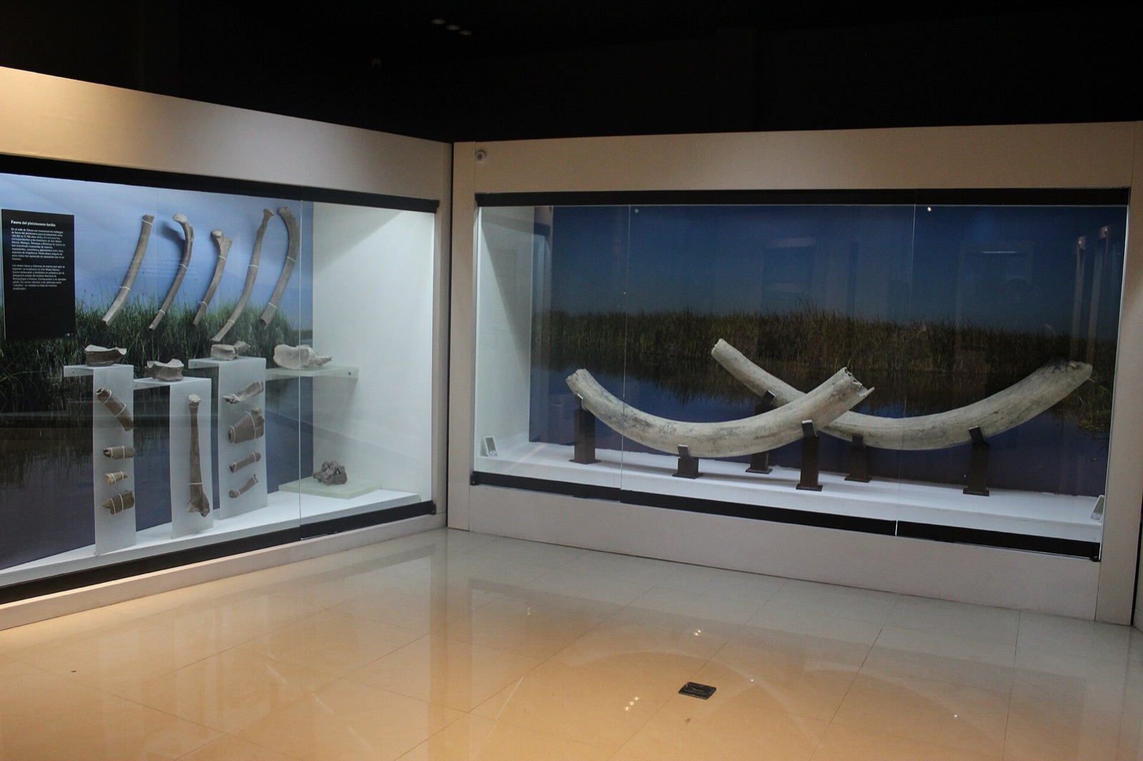 Defensas de mamut exhibidas en vitrinas del museo